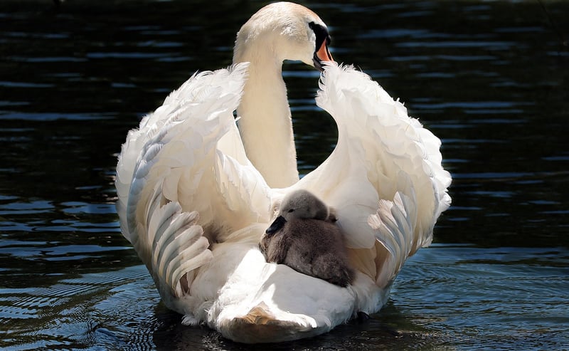 Bjork's Swan Dress